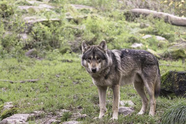 Face aux loups et aux ours, les élus de montagne sortent les griffes