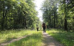 La forêt, espace commun, espèce à protéger