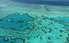 Réchauffement climatique : les coraux quasi condamnés à disparaître, selon une étude