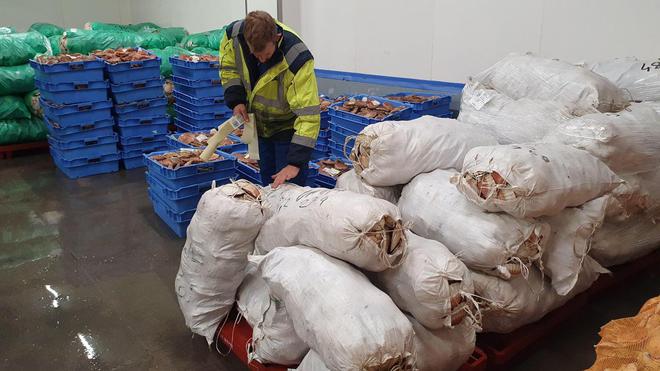 Tansmanche en berne, produits de la pêche en hausse… Le bilan en demi-teinte du port de Dieppe