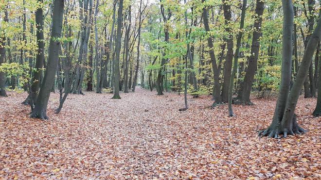 Falaises, terrasses, bois… Une biodiversité riche mais en danger dans la boucle de Seine d’Elbeuf