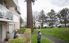 Dans une résidence de Montivilliers, un quart de siècle de discorde autour d’un arbre