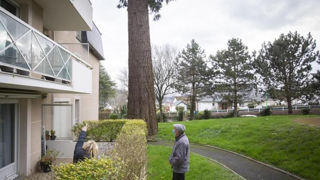 Dans une résidence de Montivilliers, un quart de siècle de discorde autour d’un arbre