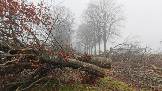 L’affaire des arbres abattus au Neubourg devant le tribunal administratif de Rouen