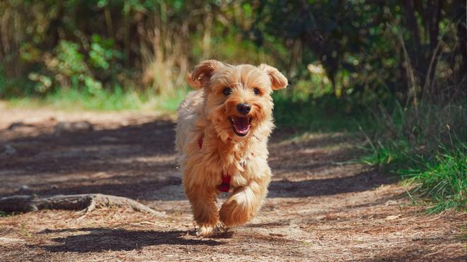 Les crottes de chien polluent : même dans la nature, il faut les ramasser