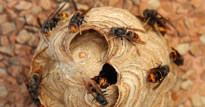 Grâce à cette découverte, un nouveau piège à frelons asiatiques devrait bientôt voir le jour