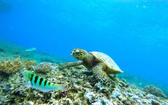 Le WWF France appelle l’Union européenne   à protéger les tortues marines