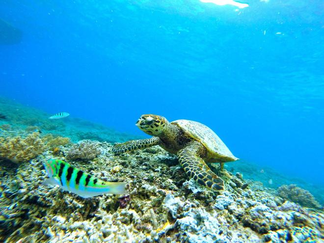 Le WWF France appelle l’Union européenne   à protéger les tortues marines