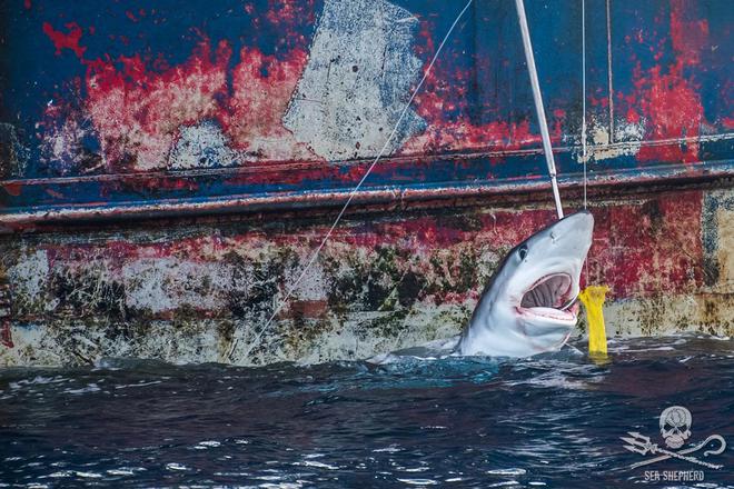 Pêche aux ailerons de requins : la cruauté doit cesser