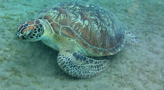 Aux Emirats arabes unis, les tortues menacées par la pollution plastique