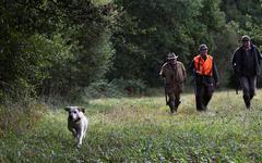 Randonneuse tuée dans le Cantal : écologistes et insoumis réclament l'interdiction de la chasse le week-end