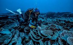 A Tahiti : découverte d’un récif corallien en bonne santé !