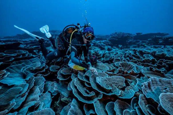 A Tahiti : découverte d’un récif corallien en bonne santé !