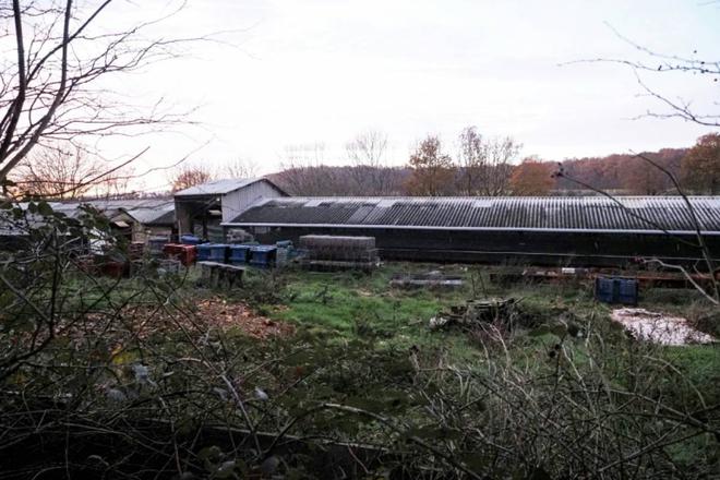 Un premier élevage de visons contaminé par le Covid-19 en France