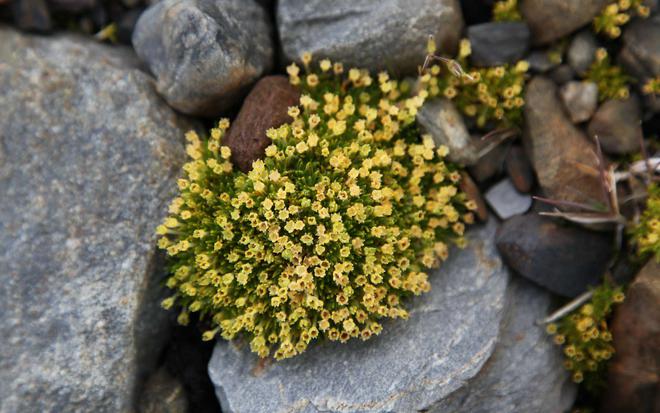 Pourquoi l’expansion des plantes en Antarctique inquiète les scientifiques