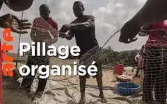 Sénégal : pilleurs des mers