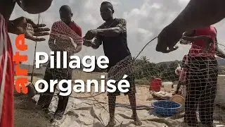 Sénégal : pilleurs des mers
