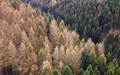Le changement climatique force les forêts à migrer vers le nord