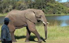 Zimbabwe : la sauvegarde des éléphants prend de l’ampleur