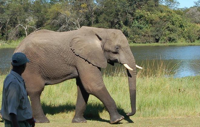 Zimbabwe : la sauvegarde des éléphants prend de l’ampleur