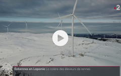 Éoliennes : en Laponie, les éleveurs de rennes protestent contre leur installation