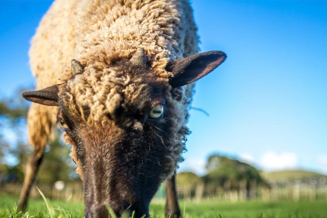 Berger urbain : oh regarde, des moutons !