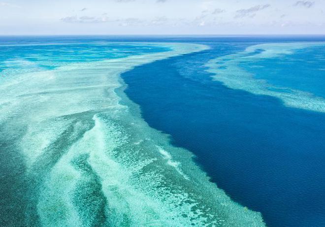 La Grande Barrière de corail en proie à " un vaste phénomène de blanchissement "