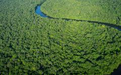 Déforestation : ce n’est pas seulement une question de carbone