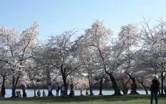 VIDÉO - Washington : l'époustouflant spectacle des cerisiers en fleurs