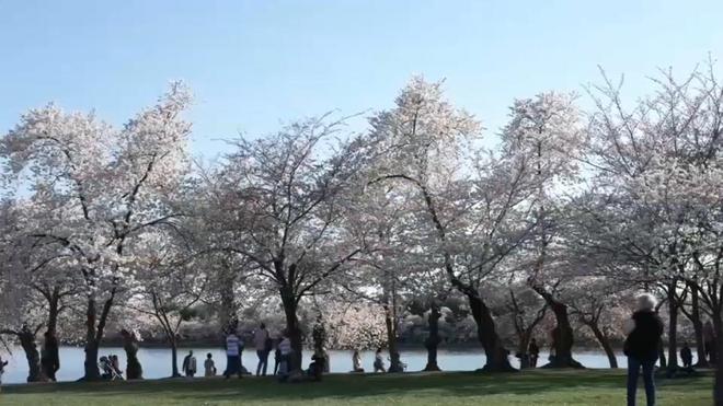 VIDÉO - Washington : l'époustouflant spectacle des cerisiers en fleurs