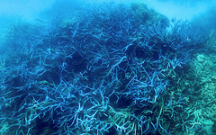 Australie : la Grande Barrière de corail victime d'un «vaste blanchissement»