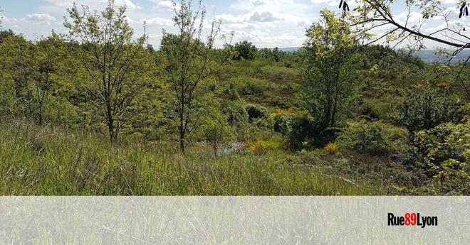 Entre biodiversité et croissance verte, une station de panneaux solaires fait débat près de Lyon