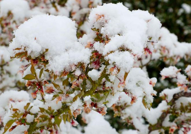 Neige le 1er avril : " Des coups de froid ne sont pas incohérents avec le réchauffement climatique "