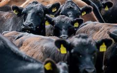 Tribune : l’élevage aggrave la précarité alimentaire mondiale