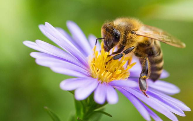 De la nécessité de cultiver des végétaux pour sauvegarder les abeilles