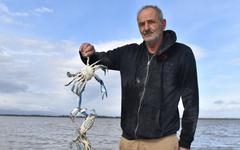Invasion du crabe bleu en Méditerranée : des pistes de développement économique