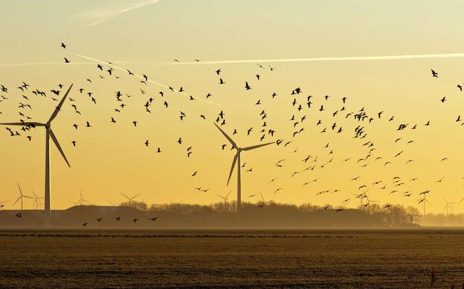 Les énergies renouvelables nuisent aux oiseaux