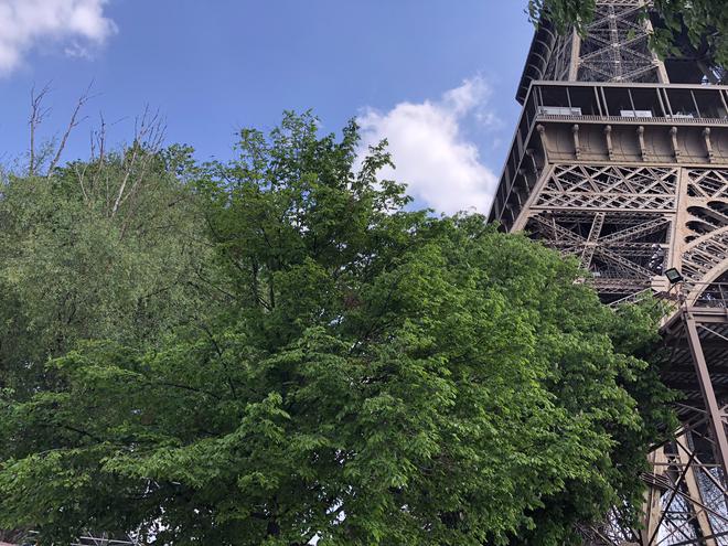 À Paris, l’abattage d’arbres parfois centenaires au pied de la tour Eiffel, pour faire place à un projet immobilier, fait scandale