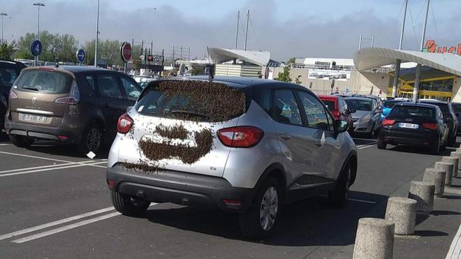 L’IMAGE. À Dieppe, un essaim d’abeilles s’installe sur la vitre arrière d’une voiture
