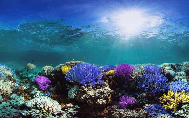 Pourquoi la crème solaire fait périr les coraux ? Et comment y remédier ?