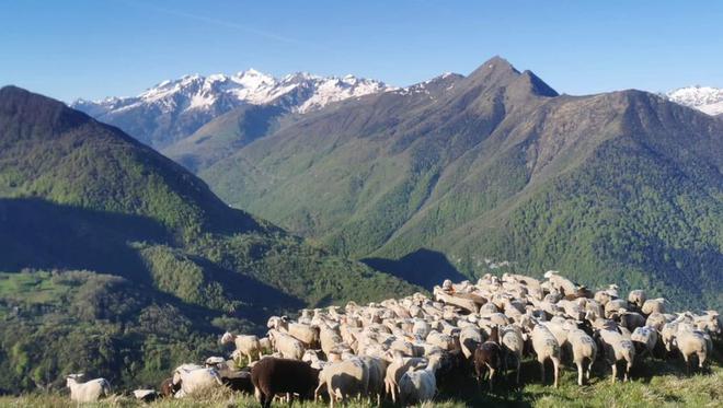 Hautes-Pyrénées : des attaques en série dans le Hautacam obligent les éleveurs à redescendre déjà leurs brebis