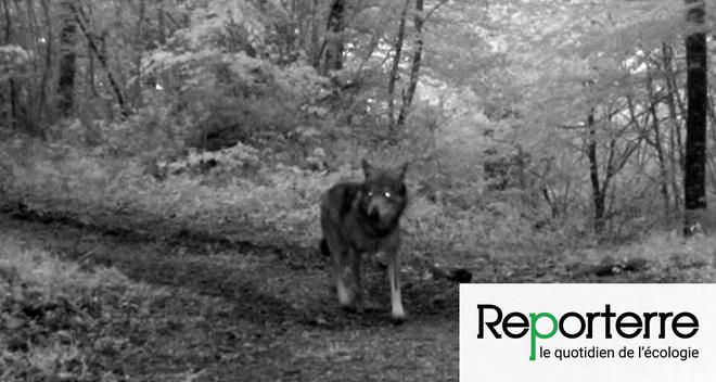 Loups en Haute-Savoie : les chasseurs vont en compter plus pour en tuer plus
