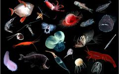 Explorer les grands fonds marins grâce à l’ADN environnemental, ou comment révéler une biodiversité insoupçonnée