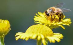 Les abeilles peuvent détecter la Covid-19