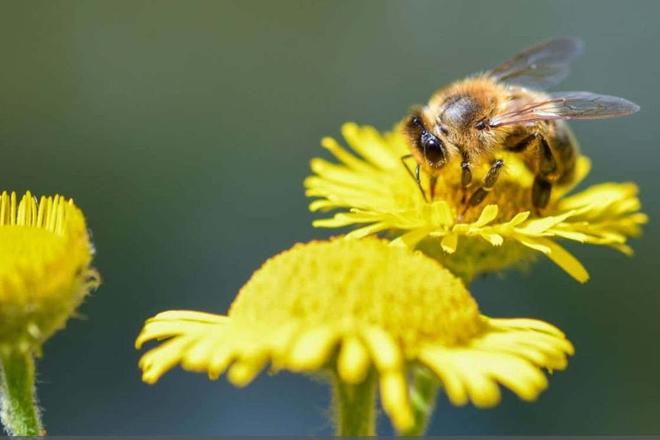 Les abeilles peuvent détecter la Covid-19