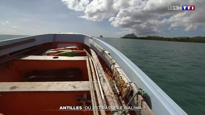 Où est passé le Waliwa des Antilles ?
