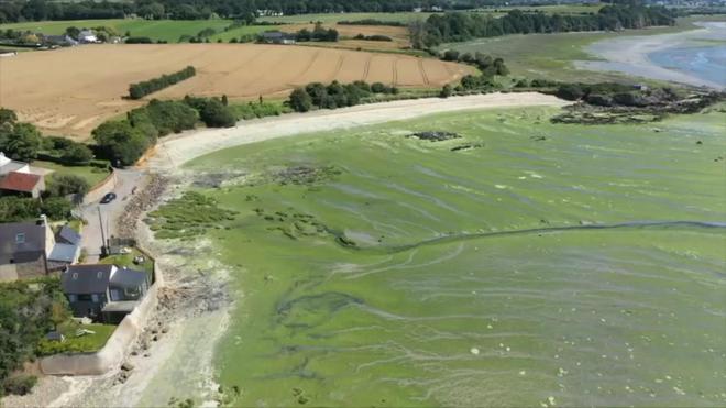 Fléau des algues vertes : les agriculteurs bretons financièrement incités à limiter leur utilisation d'engrais