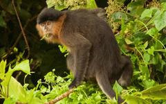 La déforestation aurait donné naissance à ce « singe mystère »