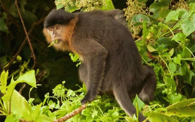 La déforestation aurait donné naissance à ce « singe mystère »