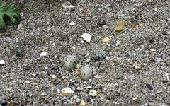 Hérault : comment Sérignan est devenu un sanctuaire pour protéger les œufs de gravelots sur la plage